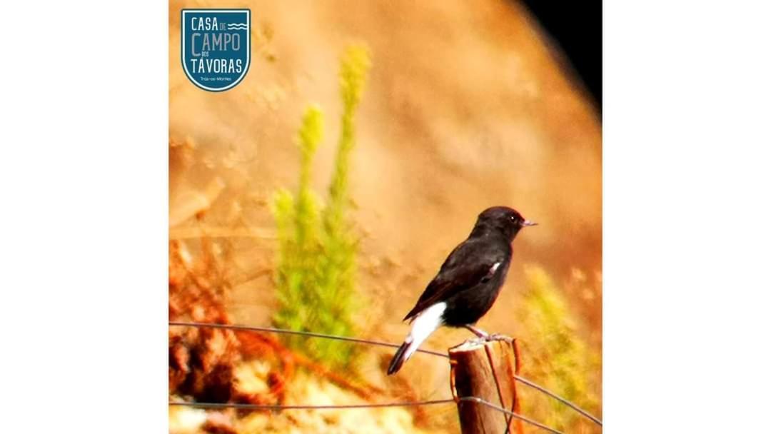 Casa De Campo Dos Tavoras 미란델라 외부 사진